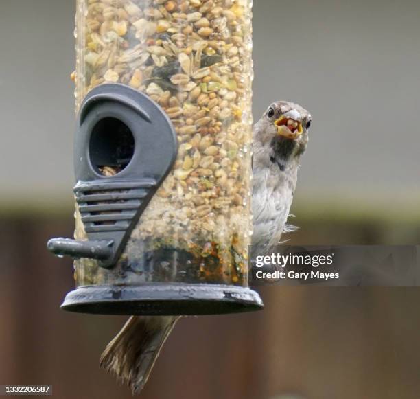 sparrow bird on bird feeder - bird seed stock pictures, royalty-free photos & images