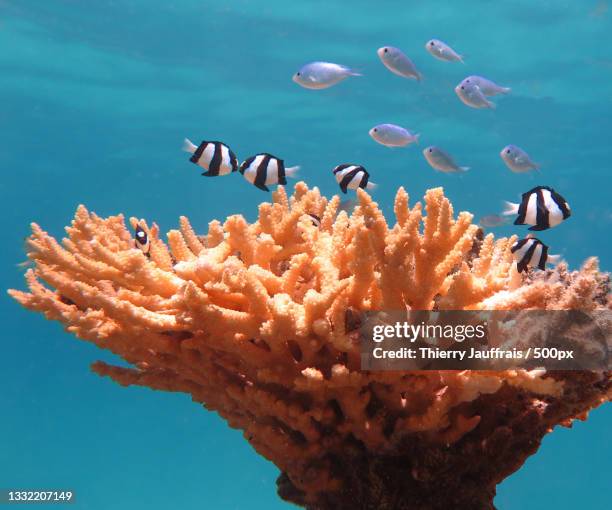 close-up of tropical saltwater fish swimming in sea,new caledonia - franse overzeese gebieden stockfoto's en -beelden