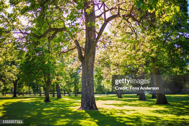 trees in park in springtime - parque natural fotografías e imágenes de stock