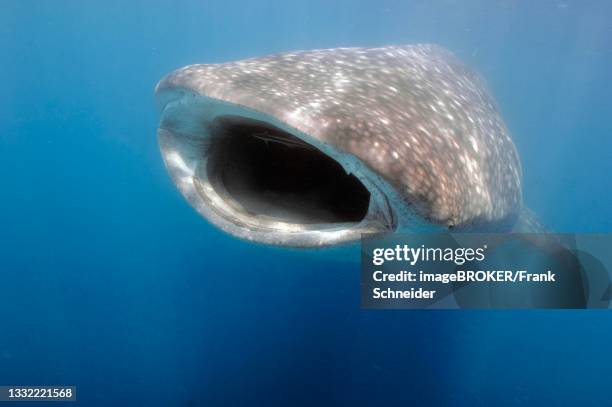whale shark (rhincodon typus) swallows plankton, has a ship's keeper (echeneis naucrates) in its mouth, philippine sea, philippines - echeneis remora stock pictures, royalty-free photos & images