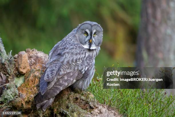 Vorlage: カラフトフクロウ ストックフォトと画像 - Getty Images カラフトフクロウ ストックフォトと画像 - Getty Images Illustration