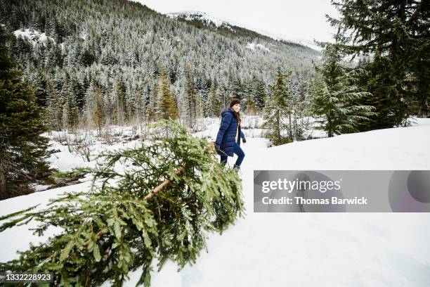 wide shot of smiling woman dragging freshly cut christmas tree through snow on winter afternoon - dragging stock pictures, royalty-free photos & images