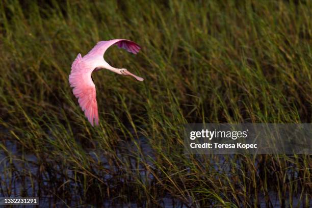 roseate spoonbill bird flying over salt marsh - tidal marsh stock pictures, royalty-free photos & images