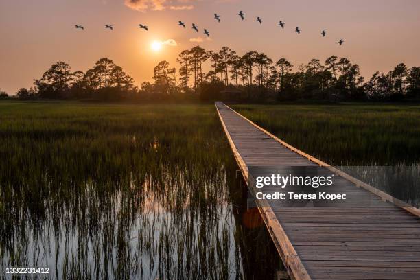 view of salt marsh hunting island state park - estero zona húmeda fotografías e imágenes de stock