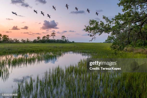 view of salt marsh at dusk - feuchtgebiet stock-fotos und bilder