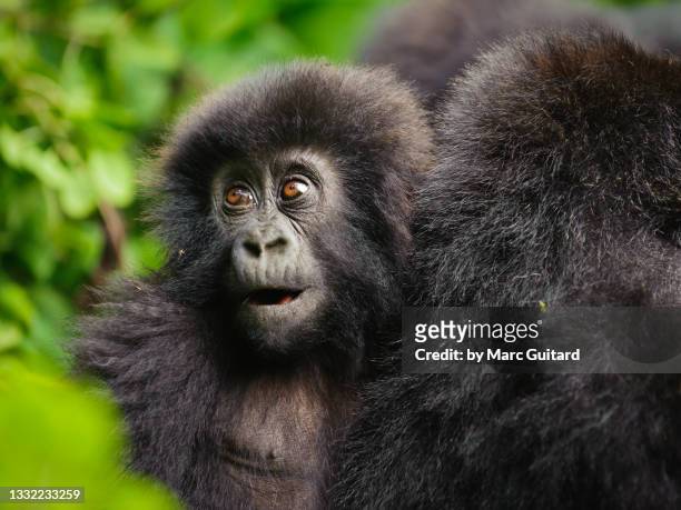 young mountain gorilla (gorilla beringei beringei), parc nacional des volcans, rwanda - gorilla stock pictures, royalty-free photos & images