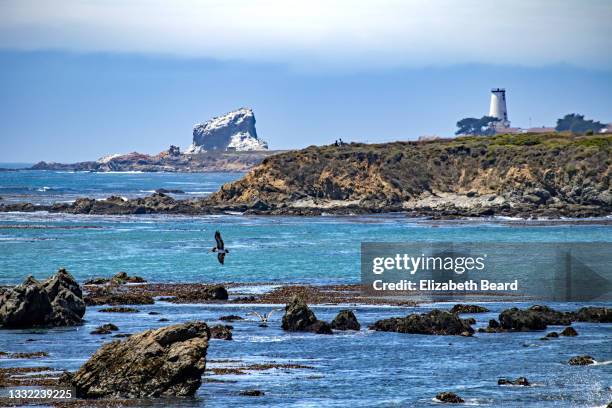 rocky shoreline at san simeon, california - wilderness area stockfoto's en -beelden