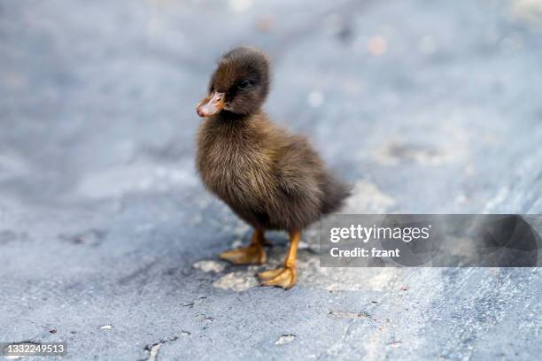 duckling - ducklings bildbanksfoton och bilder