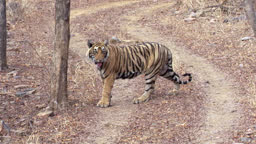 Young Tiger Smelling On Wood And Showing Its Funny Face Wide Shot High-Res Stock Video Footage - Getty Images Young Tiger Smelling On Wood And Showing Its Funny Face Wide Shot High-Res Stock Video Footage - Getty Images