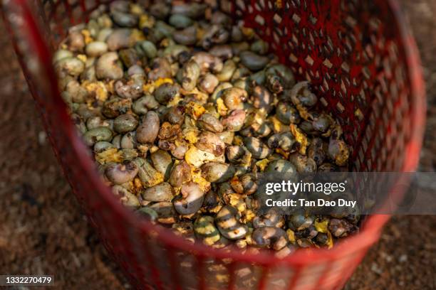 cashew from vietnam - raw cashew nuts (raw whole cashews) - cashews stock pictures, royalty-free photos & images