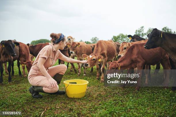 農場で牛と一緒に働く若い女性のショット - 動物の状態 ストックフォトと画像