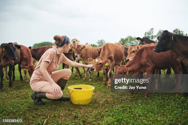 shot of a young woman working with cows on a farm - feeding cows stock pictures, royalty-free photos & images