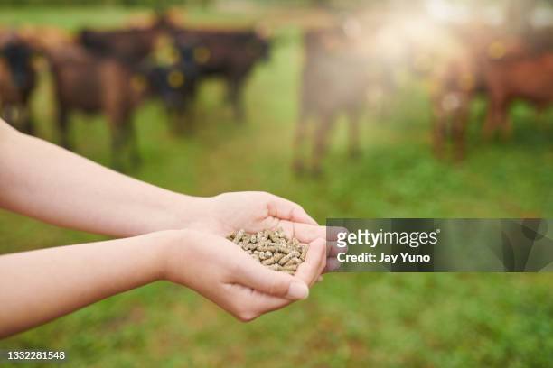 foto de una mujer irreconocible trabajando con vacas en una granja - animal feed fotografías e imágenes de stock