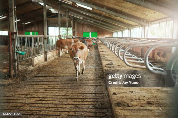 shot of a group of cows in a barn on a farm - modern garden shed stockfoto's en -beelden