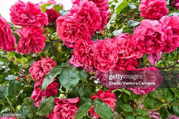 rosa chinensis - flensburg stock pictures, royalty-free photos & images