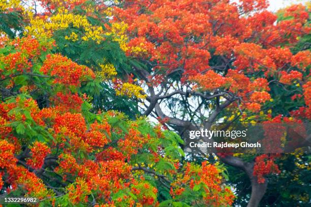 indian summer flowers on trees - delonix regia stock pictures, royalty-free photos & images