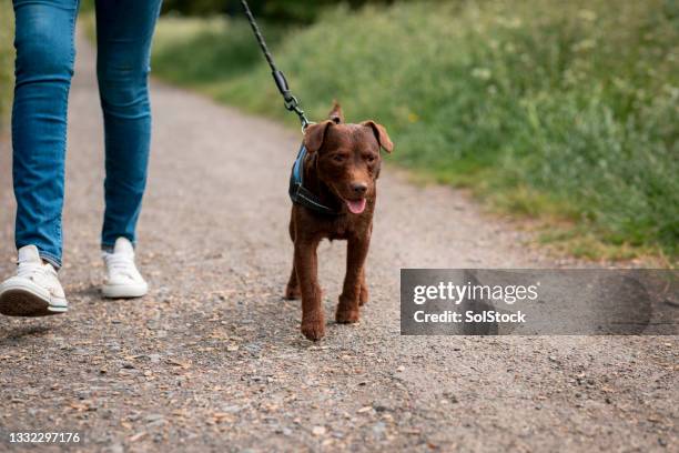 unrecognisable woman walking her patterdale terrier - terriër stockfoto's en -beelden