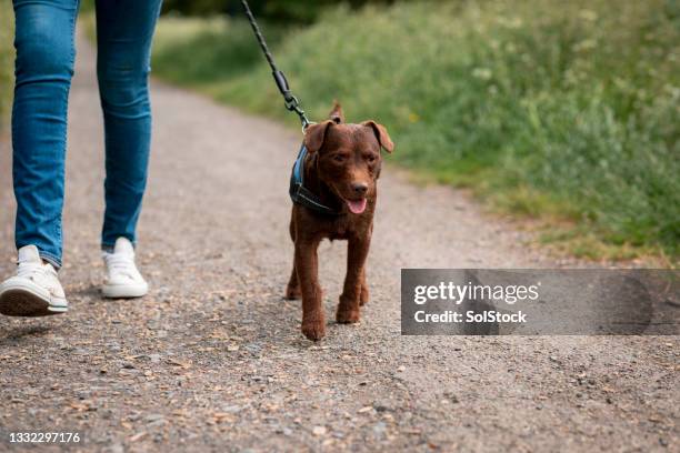 unrecognisable woman walking her patterdale terrier - animal harness stock pictures, royalty-free photos & images