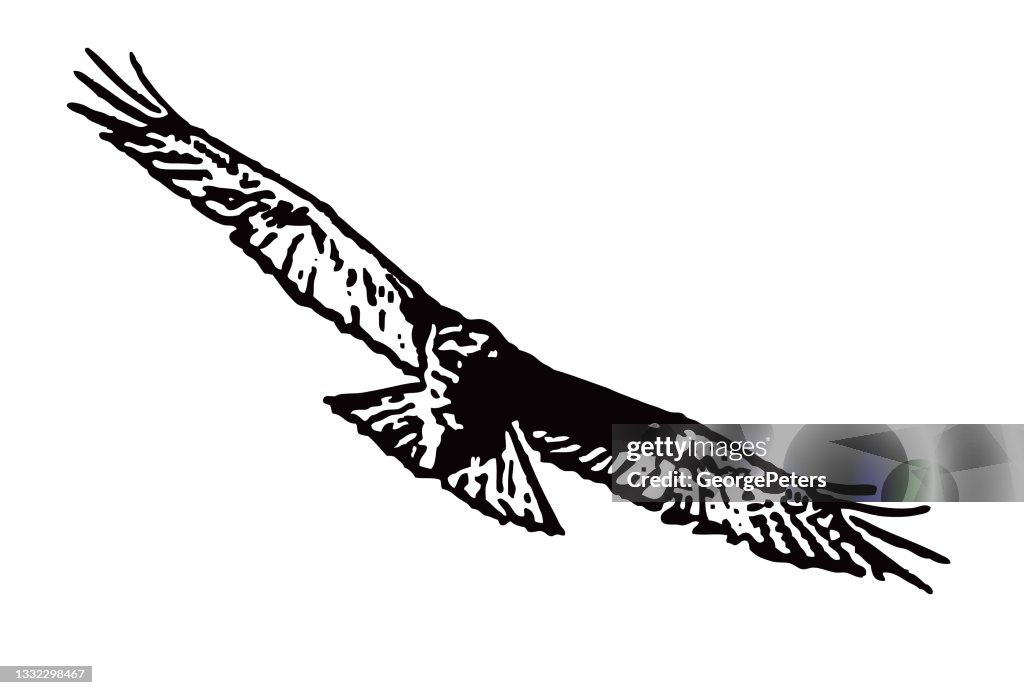 Red-tailed Hawk flying