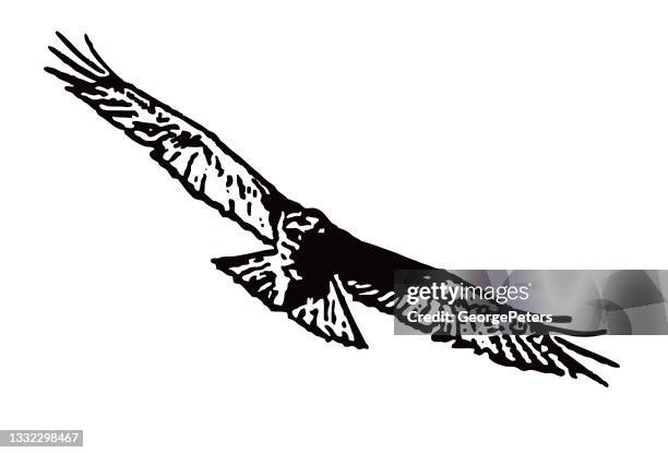 red-tailed hawk flying - red shouldered hawk stock illustrations
