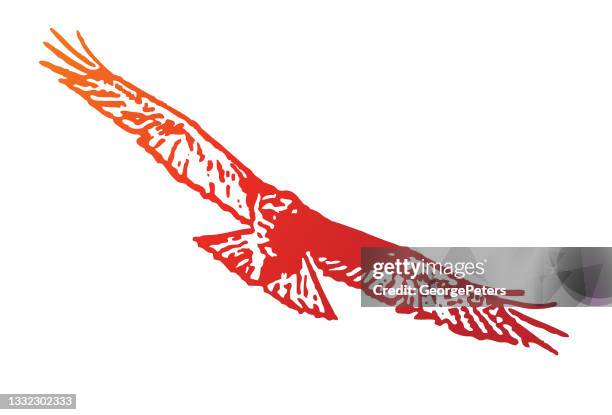 red-tailed hawk flying - red shouldered hawk stock illustrations