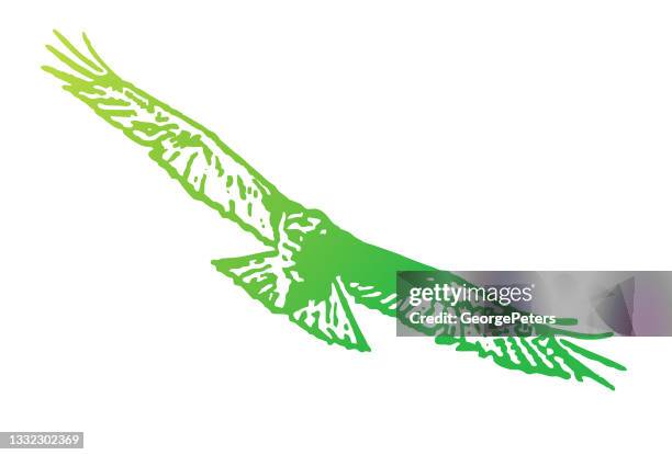 red-tailed hawk flying - red shouldered hawk stock illustrations