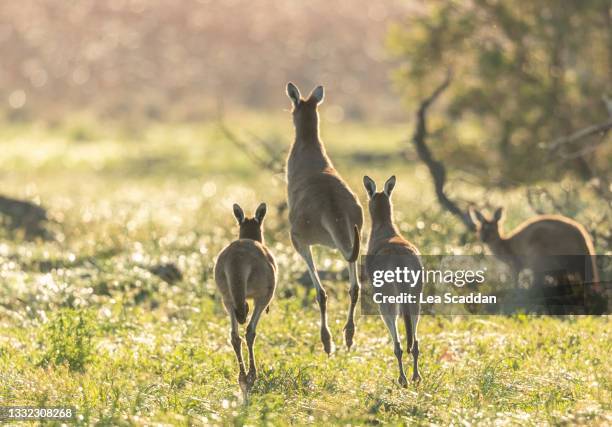 sunrise kangaroos - kangaroo jump stock pictures, royalty-free photos & images