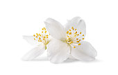 Jasmine flowers isolated on a white background.
