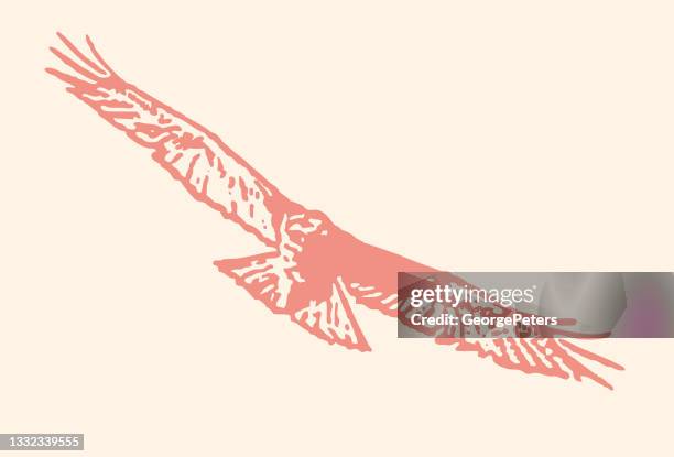 red-tailed hawk flying - red shouldered hawk stock illustrations