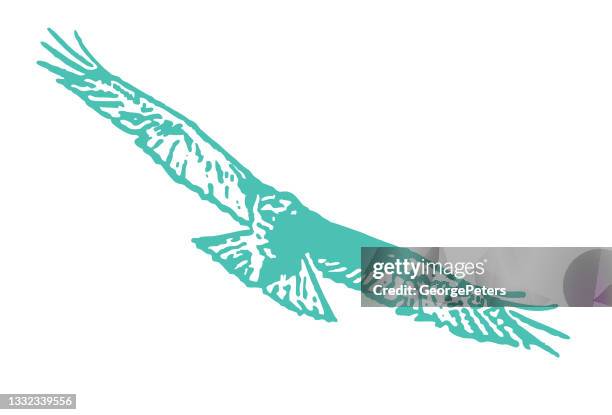 red-tailed hawk flying - red shouldered hawk stock illustrations