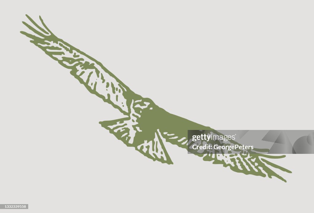 Red-tailed Hawk flying