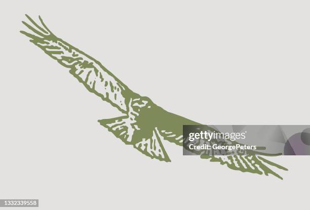 red-tailed hawk flying - red shouldered hawk stock illustrations