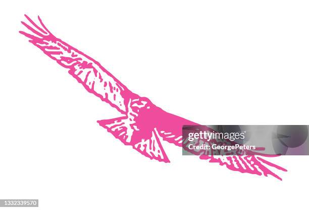 red-tailed hawk flying - red shouldered hawk stock illustrations