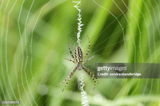a hunting wasp spider, argiope bruennichi, on its web. - getingspindel bildbanksfoton och bilder