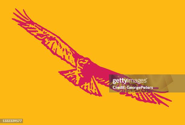 red-tailed hawk flying - red shouldered hawk stock illustrations