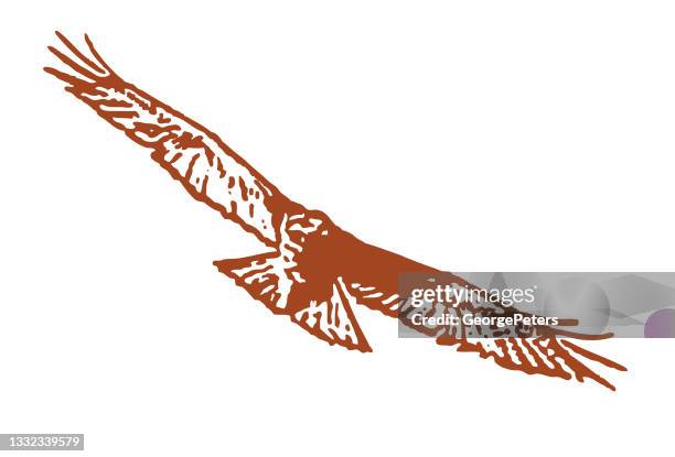 red-tailed hawk flying - red shouldered hawk stock illustrations