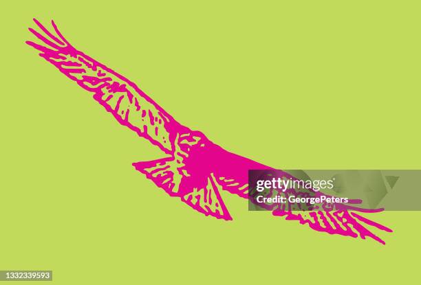 red-tailed hawk flying - red shouldered hawk stock illustrations