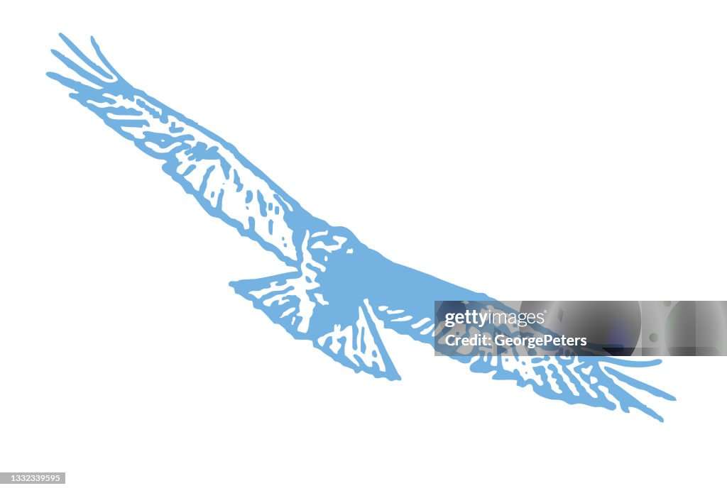 Red-tailed Hawk flying