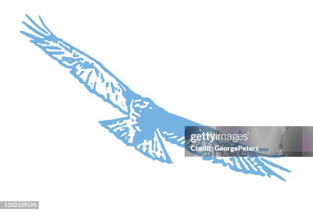 red-tailed hawk flying - red shouldered hawk stock illustrations
