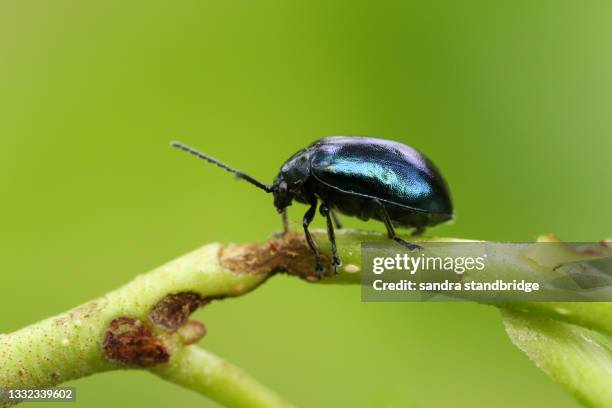 an alder leaf beetle,  agelastica alni, walking along a branch of an alder tree. - klibbal bildbanksfoton och bilder