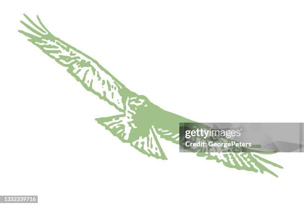 red-tailed hawk flying - red shouldered hawk stock illustrations