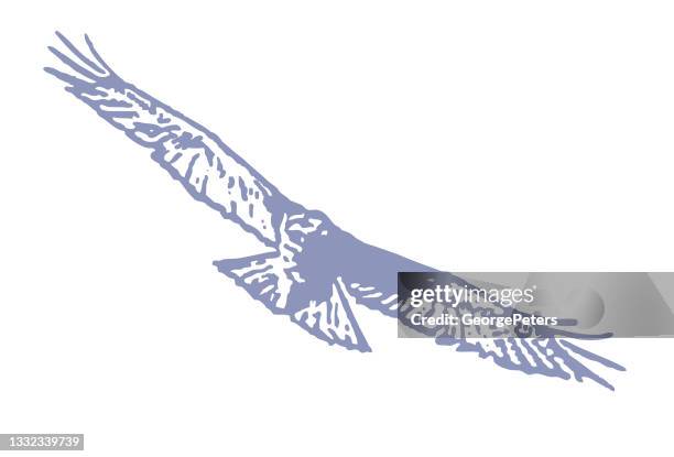 red-tailed hawk flying - red shouldered hawk stock illustrations
