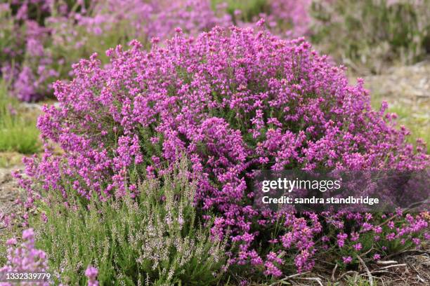 a flowering bell heather plant, erica cinerea, growing in heathland. - erica cinerea stock pictures, royalty-free photos & images