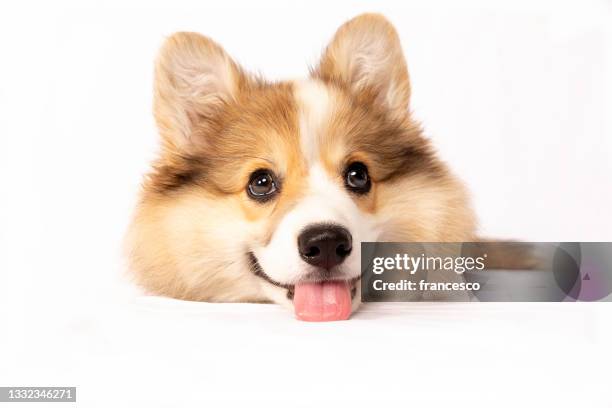 fluffy puppy dog on white background - pembroke welsh corgi puppy foto e immagini stock
