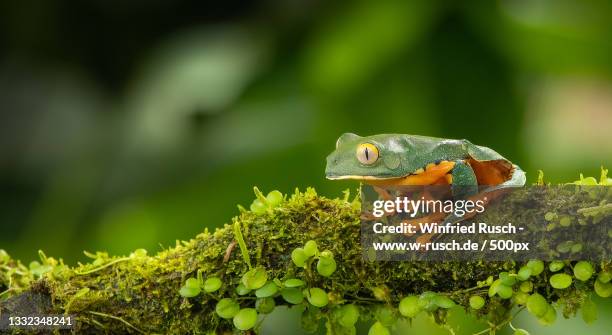 close-up of tree frog on plant,costa rica - www w w w w stock pictures, royalty-free photos & images