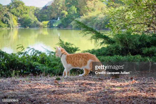 cat walking along a lake - mixed breed cat stock pictures, royalty-free photos & images