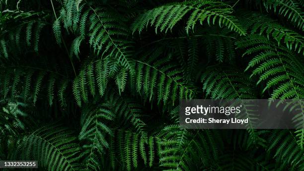 dark green fern foliage - bosque pluvial fotografías e imágenes de stock