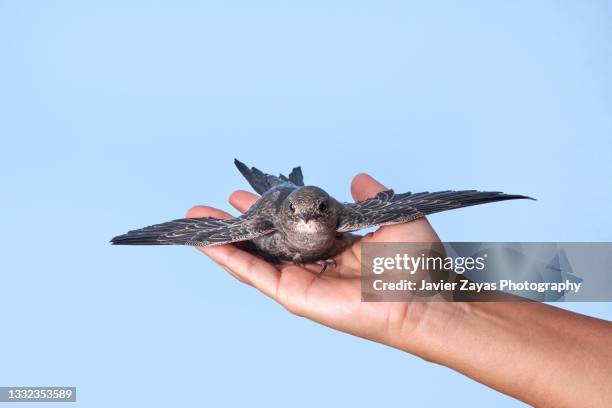 girl with a swift in his hand on blue background - common swift flying stock pictures, royalty-free photos & images