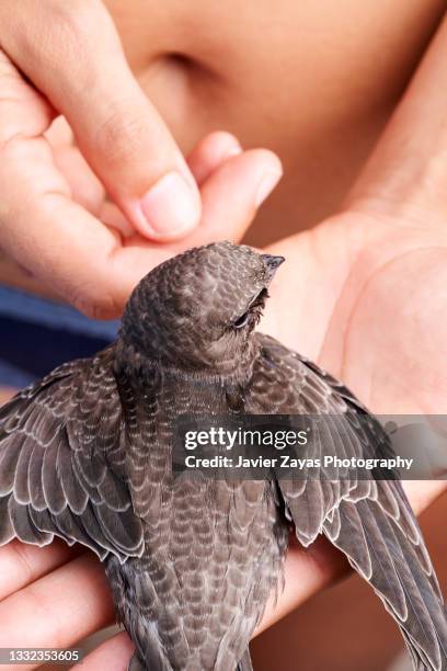 Common Swift Photos And Premium High Res Pictures Getty Images common-swift-photos-and-premium-high-res-pictures-getty-images
