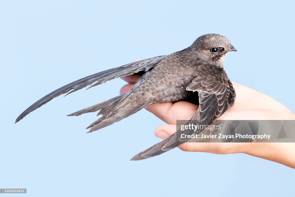 Girl With A Swift In His Hand On Blue Background